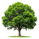 pngtree-green-tree-picture-png-image_19527121